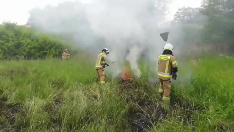 Pożar traw i krzaków we Fromborku
