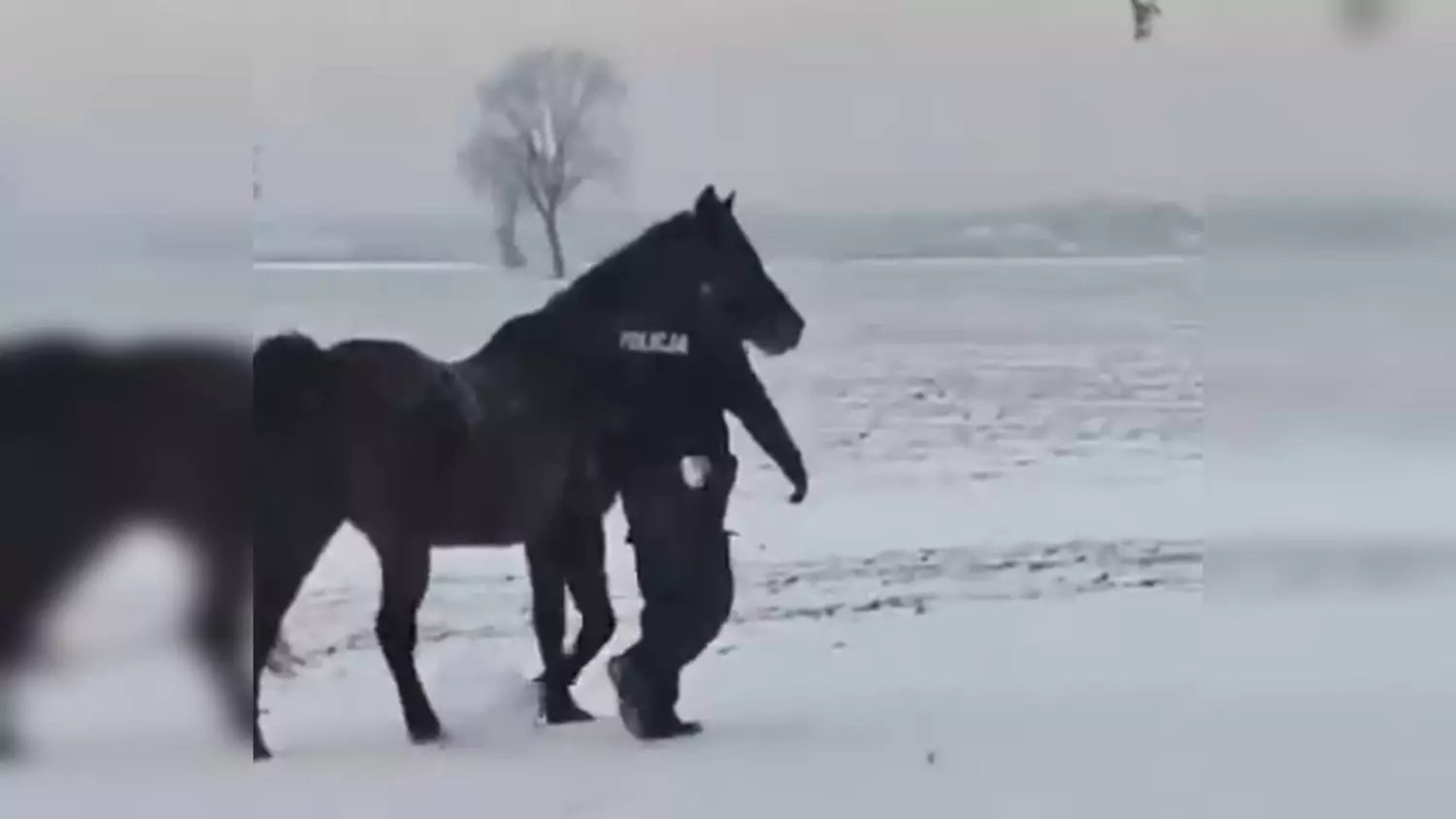 Konie błąkały się po drodze