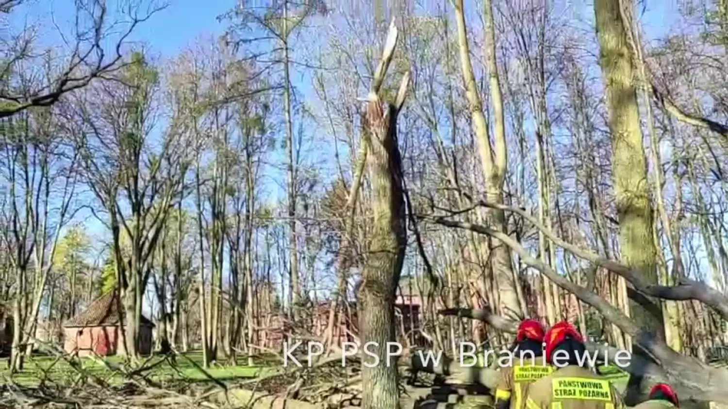 Wichura wyrwała drzewo